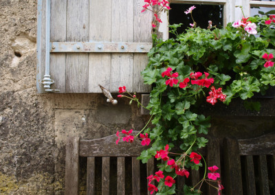 Villa-Lafage-geraniums