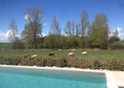 Villa-Lafage-sheep-Lot-et-Garonne